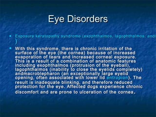 Eye Disorders
   Exposure keratopathy syndrome (exophthalmos, lagophthalmos, and/
    )
   With this syndrome, there is chronic irritation of the
    surface of the eye (the cornea) because of increased
    evaporation of tears and increased corneal exposure.
    This is a result of a combination of anatomic features
    including exophthalmos (protrusion of the eyeball),
    lagophthalmos (inability to close the eyelids completely)
    andmacroblepharon (an exceptionally large eyelid
    opening, often associated with lower lid entropion ). The
    result is inadequate blinking, and therefore reduced
    protection for the eye. Affected dogs experience chronic
    discomfort and are prone to ulceration of the cornea .
 