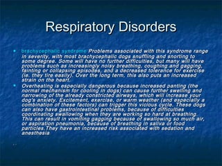 Respiratory Disorders
     brachycephalic syndrome Problems associated with this syndrome range
      in severity, with most brachycephalic dogs snuffling and snorting to
      some degree. Some will have no further difficulties, but many will have
      problems such as increasingly noisy breathing, coughing and gagging,
      fainting or collapsing episodes, and a decreased tolerance for exercise
      (ie. they tire easily). Over the long term, this also puts an increased
      strain on the heart.
     Overheating is especially dangerous because increased panting (the
      normal mechanism for cooling in dogs) can cause further swelling and
      narrowing of the already constricted airways, which will increase your
      dog's anxiety. Excitement, exercise, or warm weather (and especially a
      combination of these factors) can trigger this vicious cycle. These dogs
      can also have gastrointestinal problems, because of difficulties
      coordinating swallowing when they are working so hard at breathing.
      This can result in vomiting gagging because of swallowing so much air,
      or aspiration pneumonia, because of breathing in saliva or food
      particles.They have an increased risk associated with sedation and
      anesthesia
, .
 