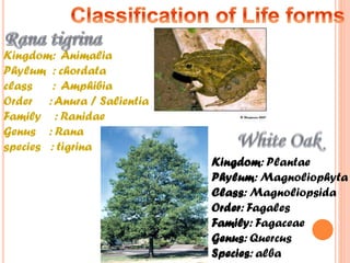 Kingdom: Animalia
Phylum : chordata
class
: Amphibia
Order : Anura / Salientia
Family : Ranidae
Genus : Rana
species : tigrina
Kingdom: Plantae
Phylum: Magnoliophyta
Class: Magnoliopsida
Order: Fagales
Family: Fagaceae
Genus: Quercus
Species: alba

 