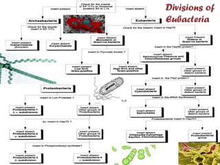 Divisions of
Eubacteria

 