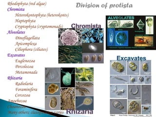 Rhodophyta (red algae)
Chromista
Heterokontophyta (heterokonts)
Haptophyta
Cryptophyta (cryptomonads)
Alveolates
Dinoflagellata
Apicomplexa
Ciliophora (ciliates)
Excavates
Euglenozoa
Percolozoa
Metamonada
Rhizaria
Radiolaria
Foraminifera
Cercozoa
Amoebozoa
Choanozoa
Many others; classification varies

Division of protista

 
