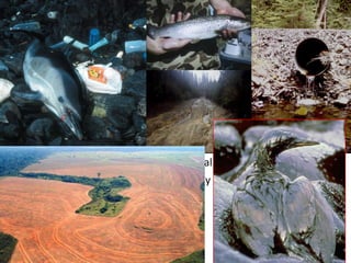 Loss of Diversity
• Habitat degradation
- direct loss of diversity
Any change in the environment - natural or human induced
causes a selection of events that only the fittest survive.
 