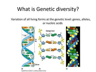What is Genetic diversity?
Variation of all living forms at the genetic level: genes, alleles,
or nucleic acids
 