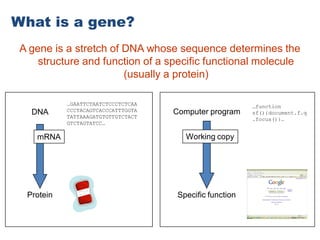 What is a gene?
A gene is a stretch of DNA whose sequence determines the
structure and function of a specific functional molecule
(usually a protein)
DNA
Protein
…GAATTCTAATCTCCCTCTCAA
CCCTACAGTCACCCATTTGGTA
TATTAAAGATGTGTTGTCTACT
GTCTAGTATCC…
Computer program
Specific function
…function
sf(){document.f.q
.focus()}…
Working copymRNA
 