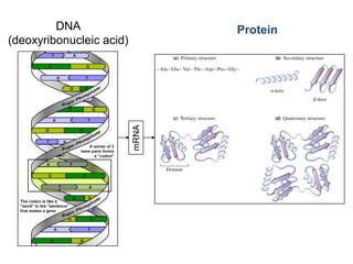 DNA
(deoxyribonucleic acid)
mRNA
Protein
 