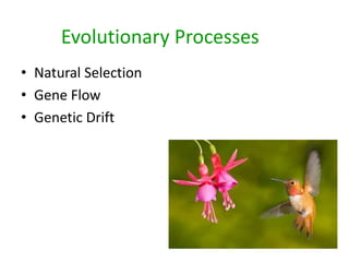 Evolutionary Processes
• Natural Selection
• Gene Flow
• Genetic Drift
 