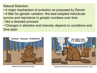 Natural Selection
• A major mechanism of evolution as proposed by Darwin
• A filter for genetic variation: the best adapted individuals
survive and reproduce in greater numbers over time
• Not a directed process!
• Changes in direction and intensity depend on conditions and
time span
 