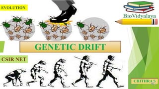 GENETIC DRIFT
CHITHRA S
EVOLUTION
CSIR NET
 