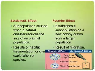 Bottleneck Effect Founder Effect
 Subpopulation caused
when a natural
disaster reduces the
size of an original
population.
 Results of habitat
fragmentation or over
exploitation of
species.
 Establishes a
subpopulation as a
new colony drawn
from a larger
population.
 Result of migration.
 
