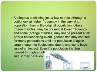  Analogous to shaking just a few marbles through a
bottleneck at higher frequency in the surviving
population than in the original population, others
(green marbles) may be present at lower frequency,
and some (orange marbles) may not be present at all.
After a bottlenecking event, genetic drift may continue
for many generations until the population is again
large enough for fluctuations due to chance to have
less of an impact. Even if a population that has
passed through a bottleneck ultimately recovers its
size, it may have low levels.
 