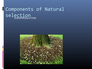 Components of Natural
selectionOVERPRODUCTION
 