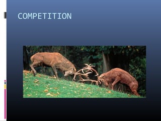 COMPETITION
 