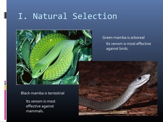 I. Natural Selection
Green mamba is arboreal
Its venom is most effective
against birds.
Black mamba is terrestrial
Its venom is most
effective against
mammals.
 
