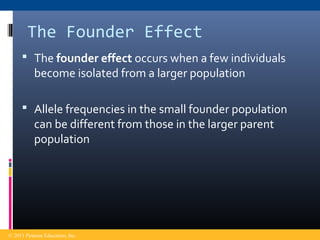 The Founder Effect
 The founder effect occurs when a few individuals
become isolated from a larger population
 Allele frequencies in the small founder population
can be different from those in the larger parent
population
© 2011 Pearson Education, Inc.
 