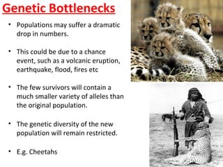 Genetic Bottlenecks
• Populations may suffer a dramatic
drop in numbers.
• This could be due to a chance
event, such as a volcanic eruption,
earthquake, flood, fires etc
• The few survivors will contain a
much smaller variety of alleles than
the original population.
• The genetic diversity of the new
population will remain restricted.
• E.g. Cheetahs
 