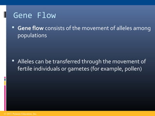 Gene Flow
 Gene flow consists of the movement of alleles among
populations
 Alleles can be transferred through the movement of
fertile individuals or gametes (for example, pollen)
© 2011 Pearson Education, Inc.
 
