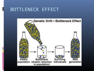 BOTTLENECK EFFECT
 