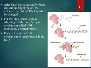  After Cas9 has successfully found
and cut the target region, the
defective part of the DNA needs to
be changed.
 For this step, scientists take
advantage of the body’s repair
mechanism called HDR
(homology directed repair).
 Each cell uses the HDR
mechanism to repair breaks in its
DNA.
13
 