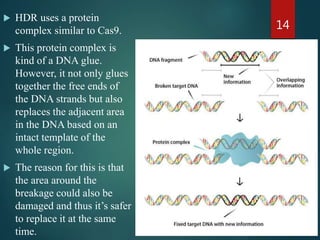  HDR uses a protein
complex similar to Cas9.
 This protein complex is
kind of a DNA glue.
However, it not only glues
together the free ends of
the DNA strands but also
replaces the adjacent area
in the DNA based on an
intact template of the
whole region.
 The reason for this is that
the area around the
breakage could also be
damaged and thus it’s safer
to replace it at the same
time.
14
 