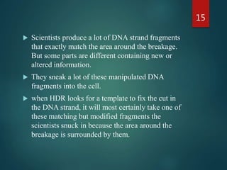  Scientists produce a lot of DNA strand fragments
that exactly match the area around the breakage.
But some parts are different containing new or
altered information.
 They sneak a lot of these manipulated DNA
fragments into the cell.
 when HDR looks for a template to fix the cut in
the DNA strand, it will most certainly take one of
these matching but modified fragments the
scientists snuck in because the area around the
breakage is surrounded by them.
15
 