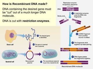 How is Recombinant DNA made? DNA containing the desired gene must be &quot;cut&quot; out of a much longer DNA molecule.  DNA is cut with  restriction enzymes .  