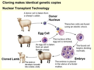 Cloning makes identical genetic copies Nuclear Transplant Technology 