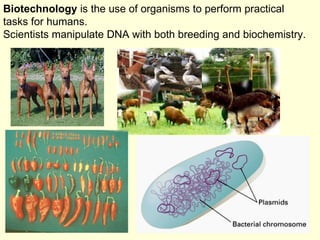 Biotechnology  is the use of organisms to perform practical tasks for humans. Scientists manipulate DNA with both breeding and biochemistry. 