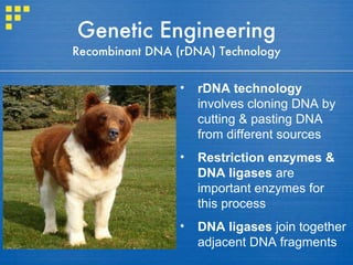 Genetic Engineering Recombinant DNA (rDNA) Technology ,[object Object],[object Object],[object Object]
