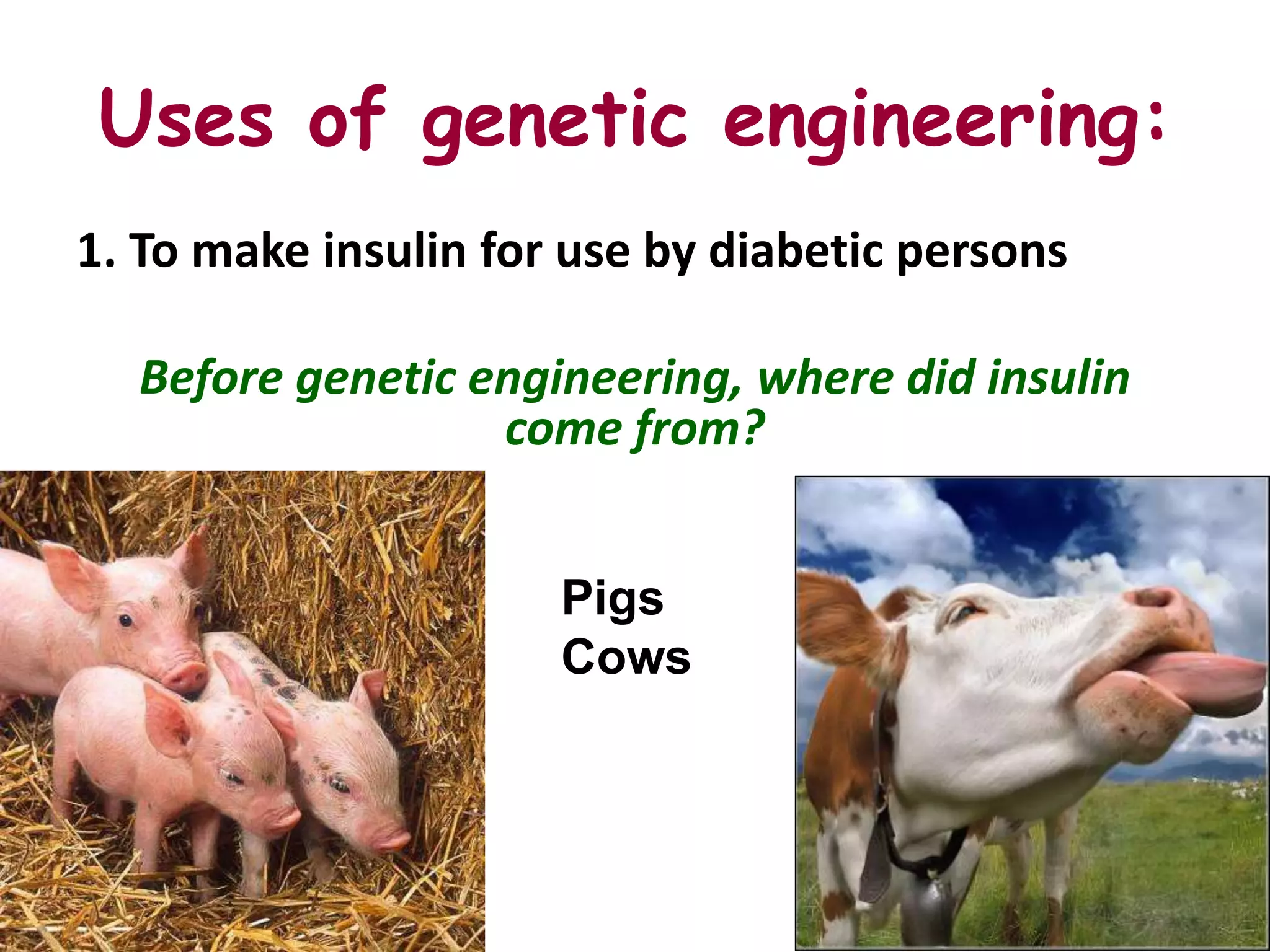 Uses of genetic engineering:
1. To make insulin for use by diabetic persons

  Before genetic engineering, where did insulin
                  come from?


                      Pigs
                      Cows
 