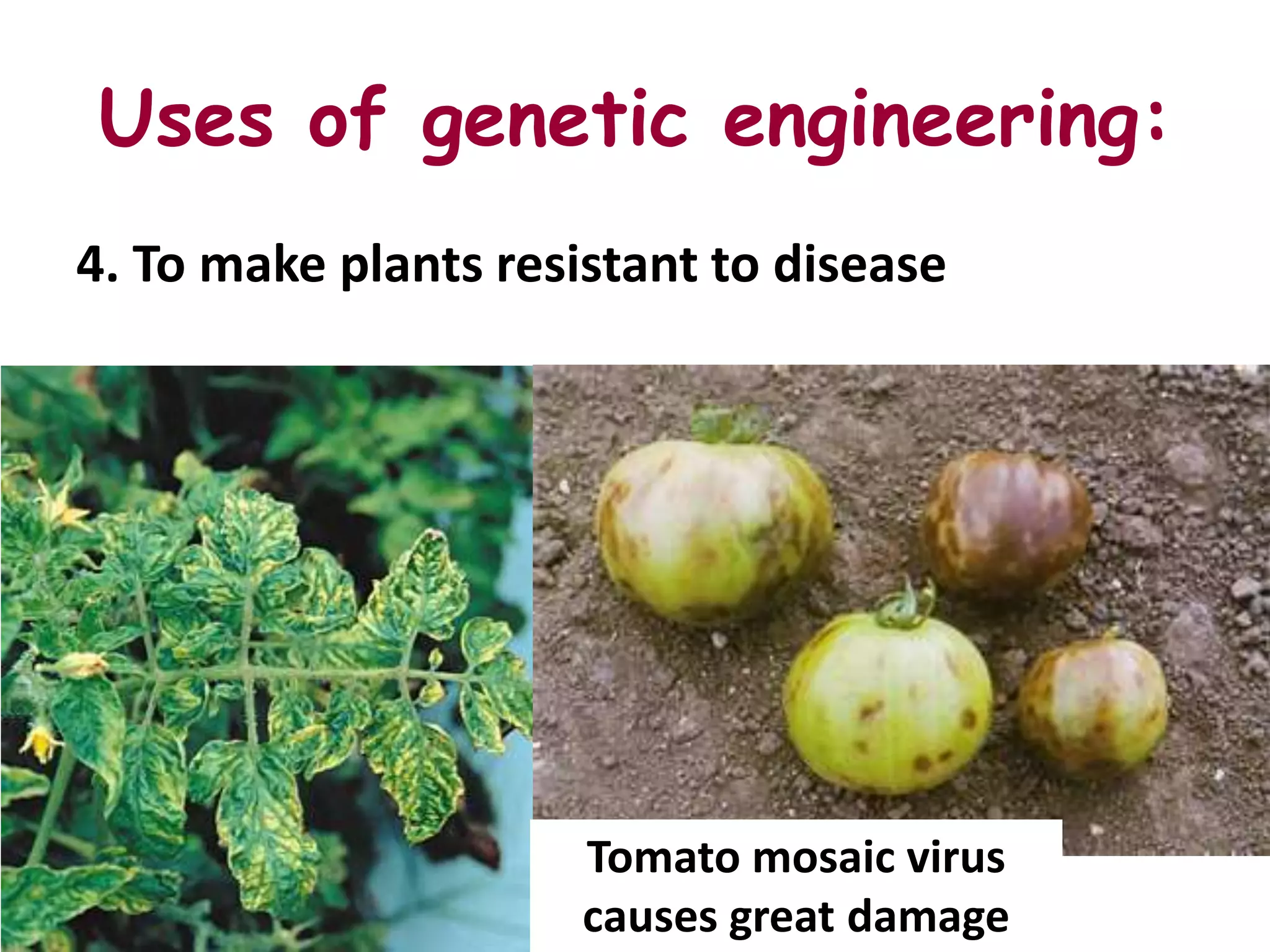 Uses of genetic engineering:
4. To make plants resistant to disease




                      Tomato mosaic virus
                      causes great damage
 