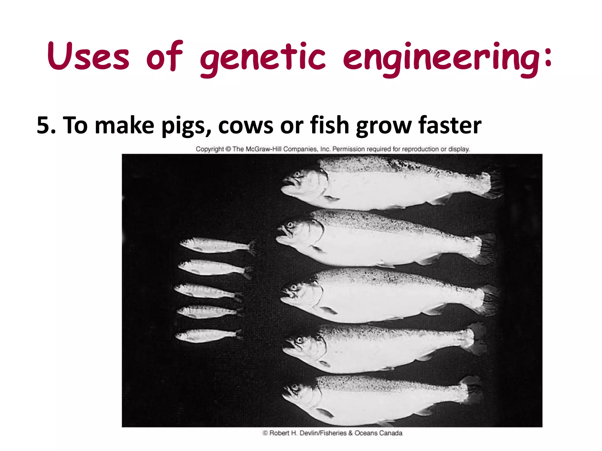Uses of genetic engineering:
5. To make pigs, cows or fish grow faster
 