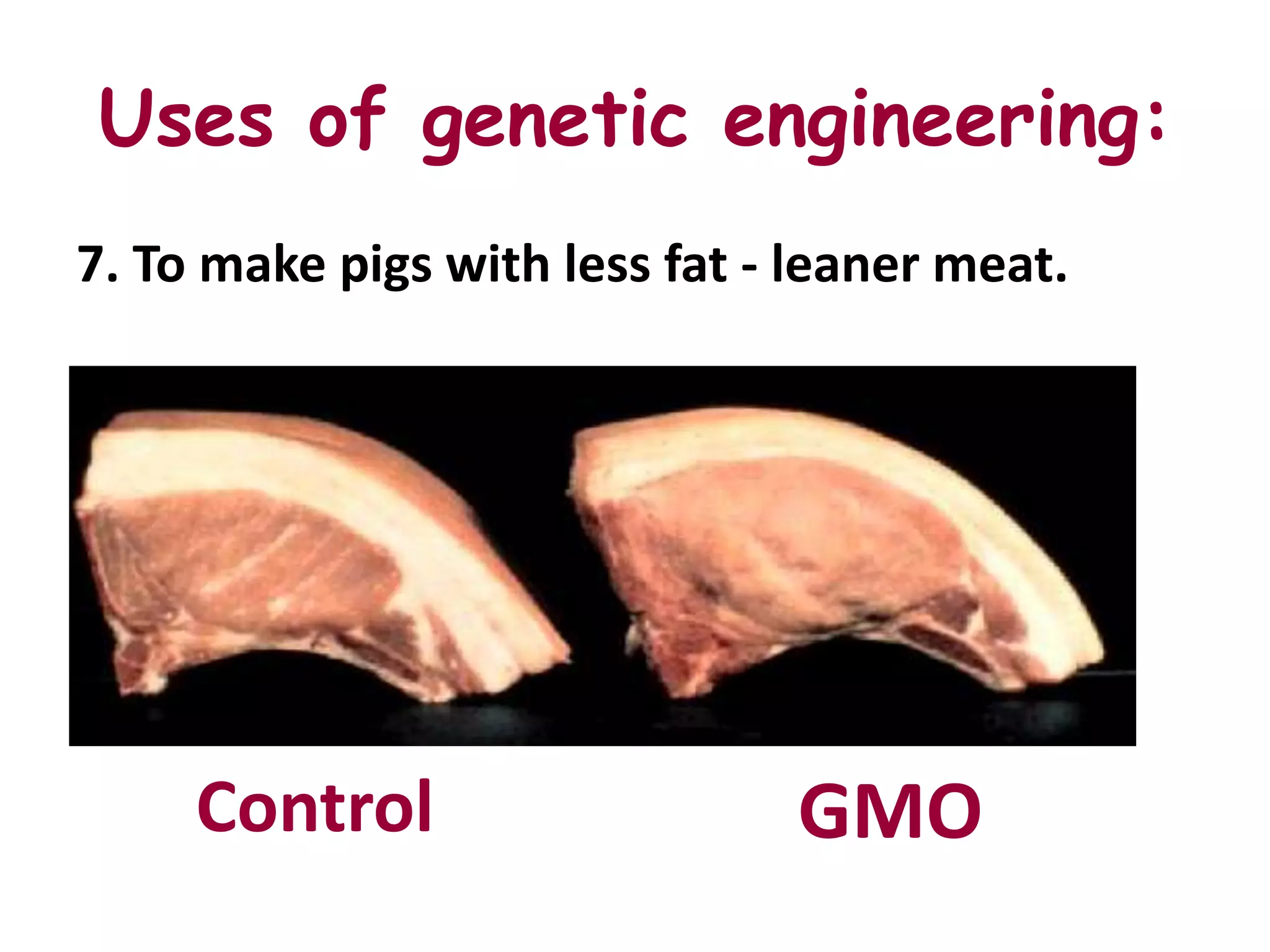Uses of genetic engineering:
7. To make pigs with less fat - leaner meat.




     Control                   GMO
 