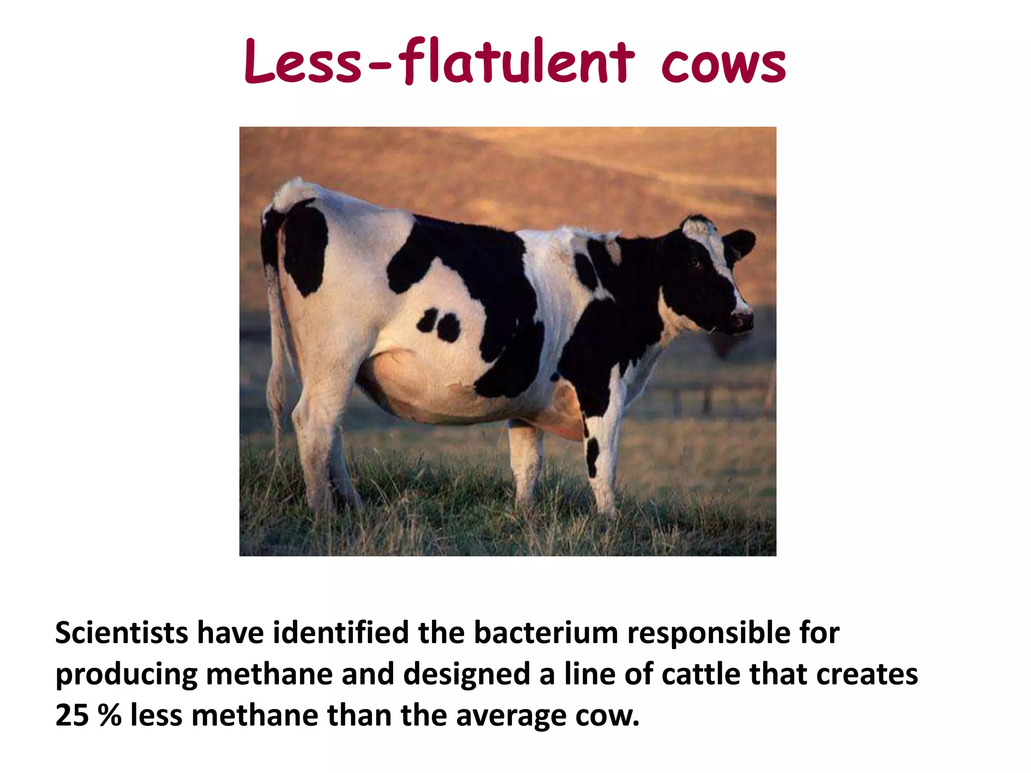 Less-flatulent cows




Scientists have identified the bacterium responsible for
producing methane and designed a line of cattle that creates
25 % less methane than the average cow.
 