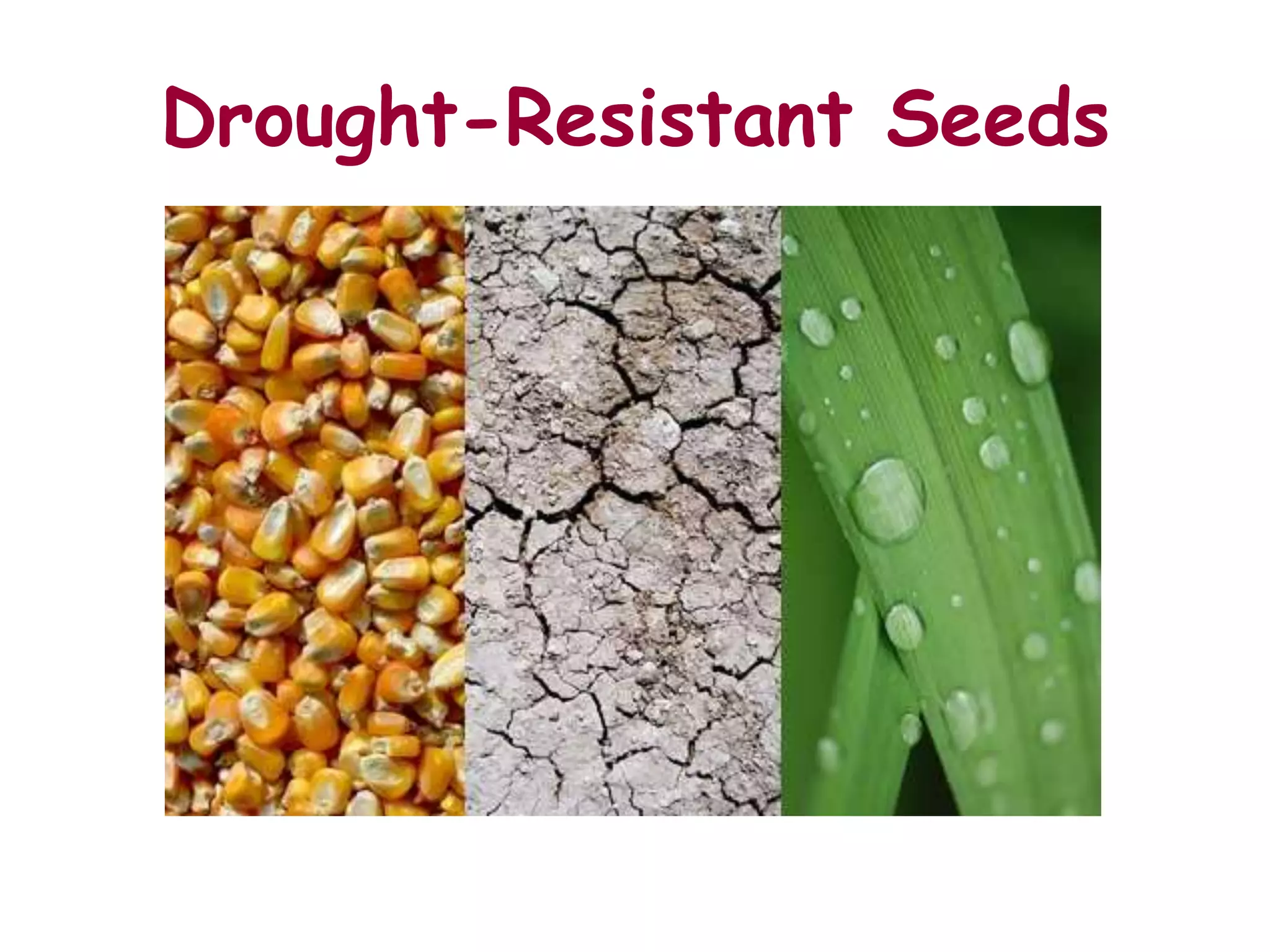 Drought-Resistant Seeds
 