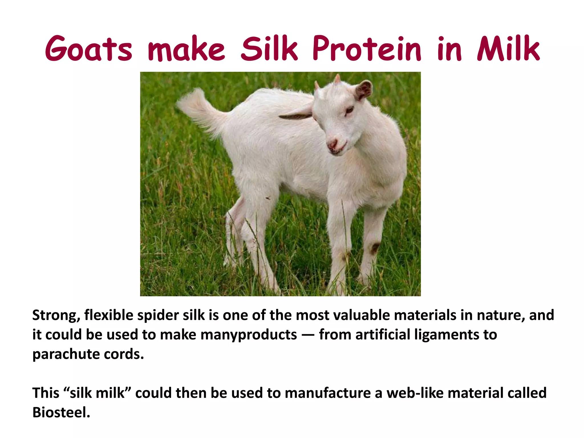 Goats make Silk Protein in Milk




Strong, flexible spider silk is one of the most valuable materials in nature, and
it could be used to make manyproducts — from artificial ligaments to
parachute cords.

This “silk milk” could then be used to manufacture a web-like material called
Biosteel.
 