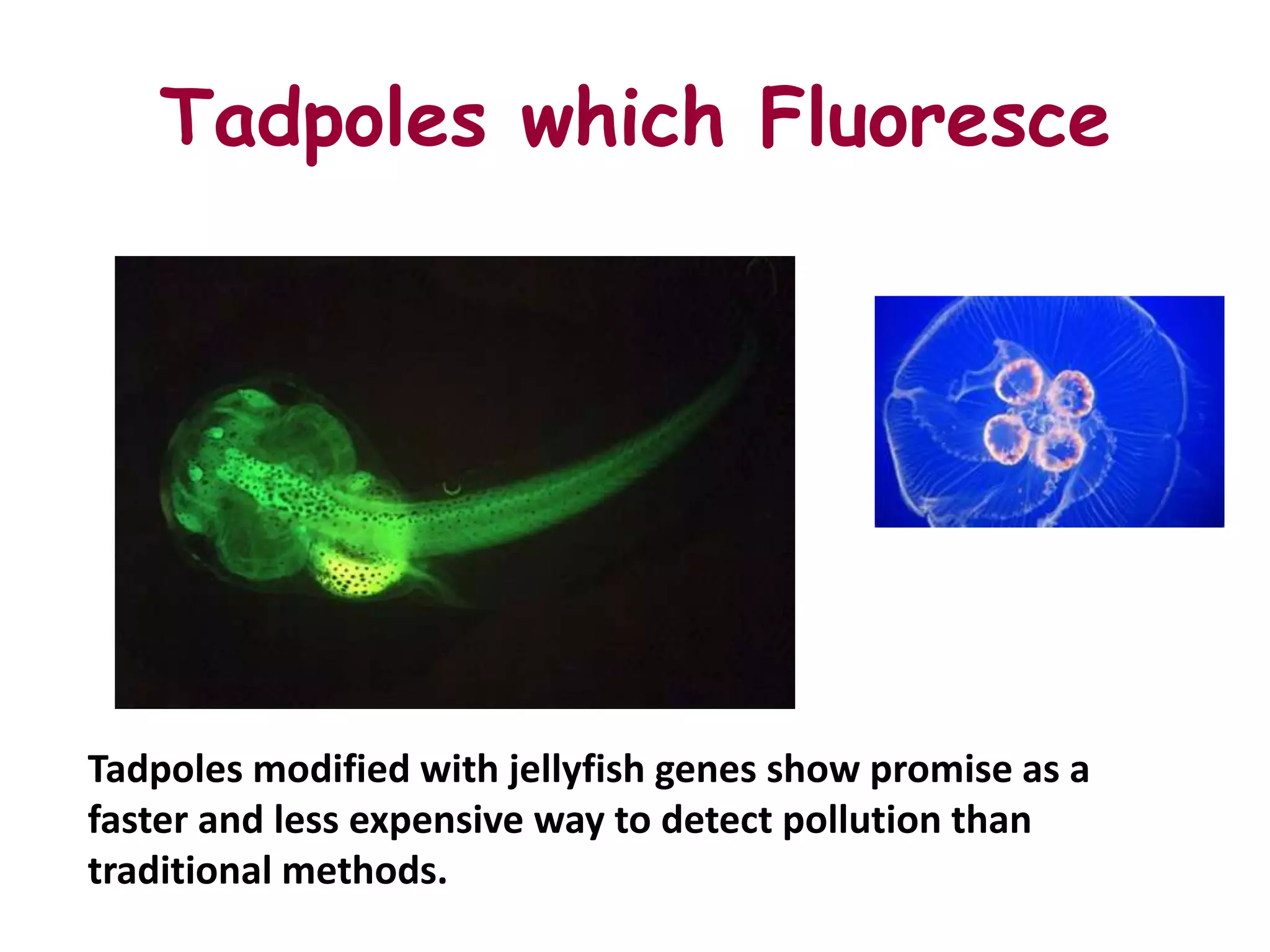 Tadpoles which Fluoresce




Tadpoles modified with jellyfish genes show promise as a
faster and less expensive way to detect pollution than
traditional methods.
 
