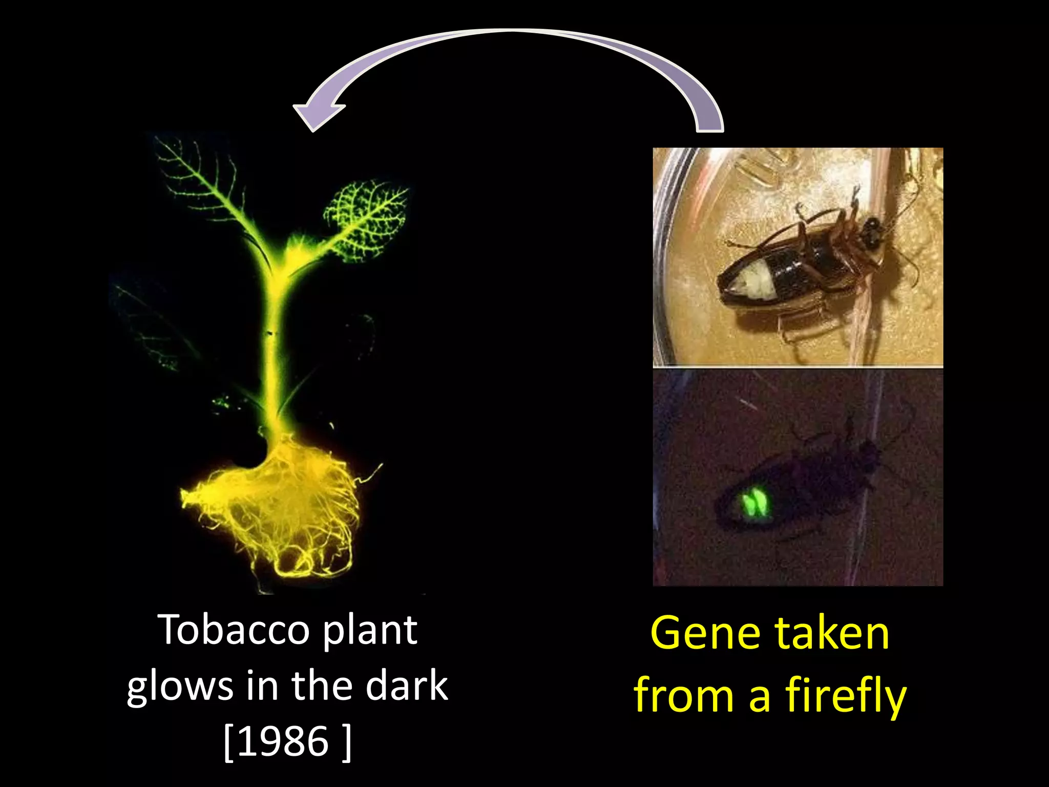 Tobacco plant      Gene taken
glows in the dark   from a firefly
     [1986 ]
 