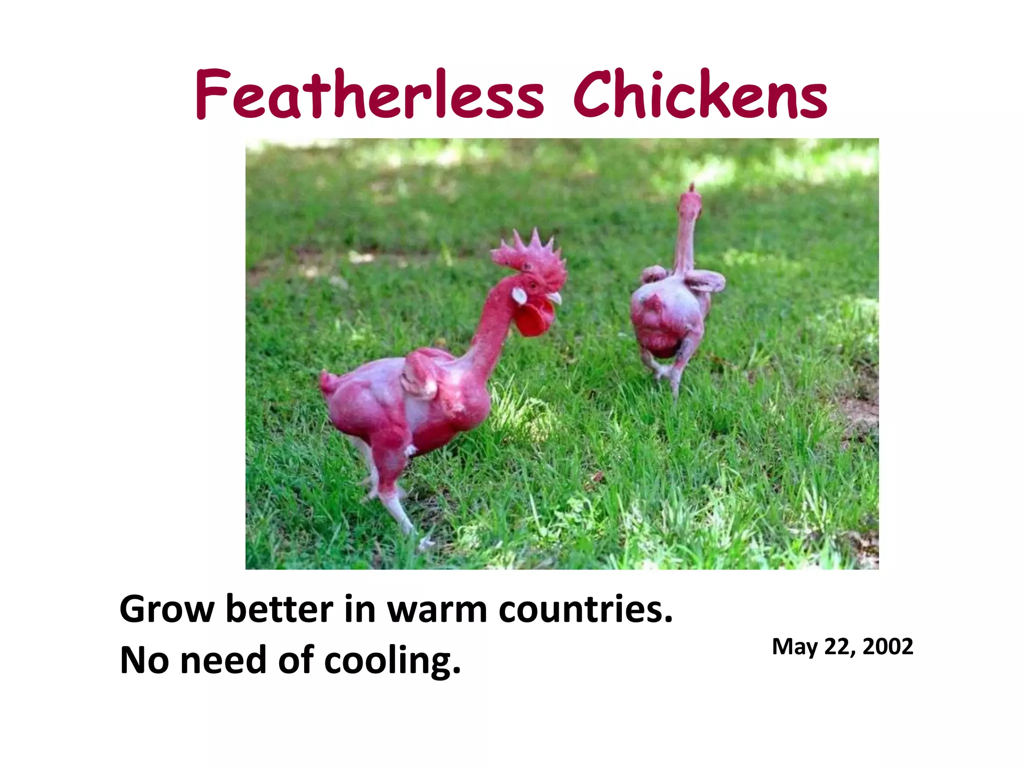 Featherless Chickens




Grow better in warm countries.
                                 May 22, 2002
No need of cooling.
 
