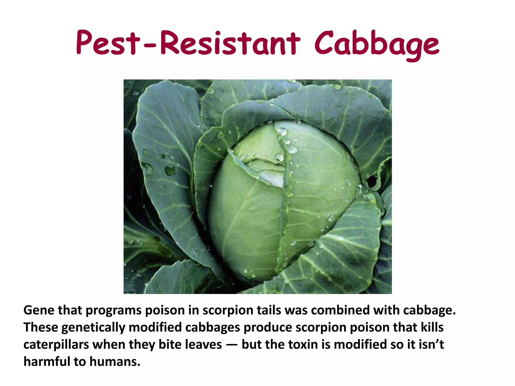 Pest-Resistant Cabbage




Gene that programs poison in scorpion tails was combined with cabbage.
These genetically modified cabbages produce scorpion poison that kills
caterpillars when they bite leaves — but the toxin is modified so it isn’t
harmful to humans.
 