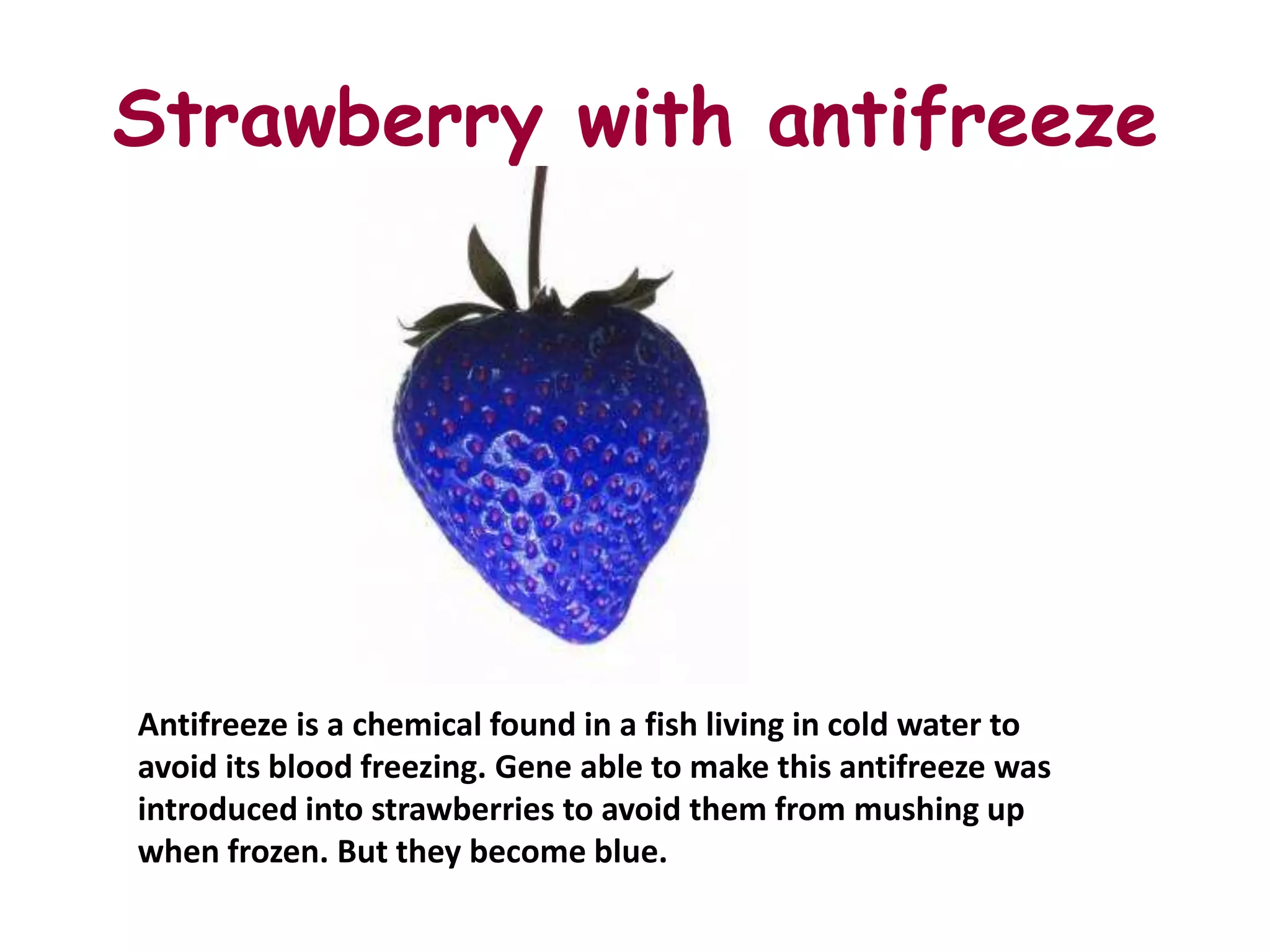 Strawberry with antifreeze




Antifreeze is a chemical found in a fish living in cold water to
avoid its blood freezing. Gene able to make this antifreeze was
introduced into strawberries to avoid them from mushing up
when frozen. But they become blue.
 