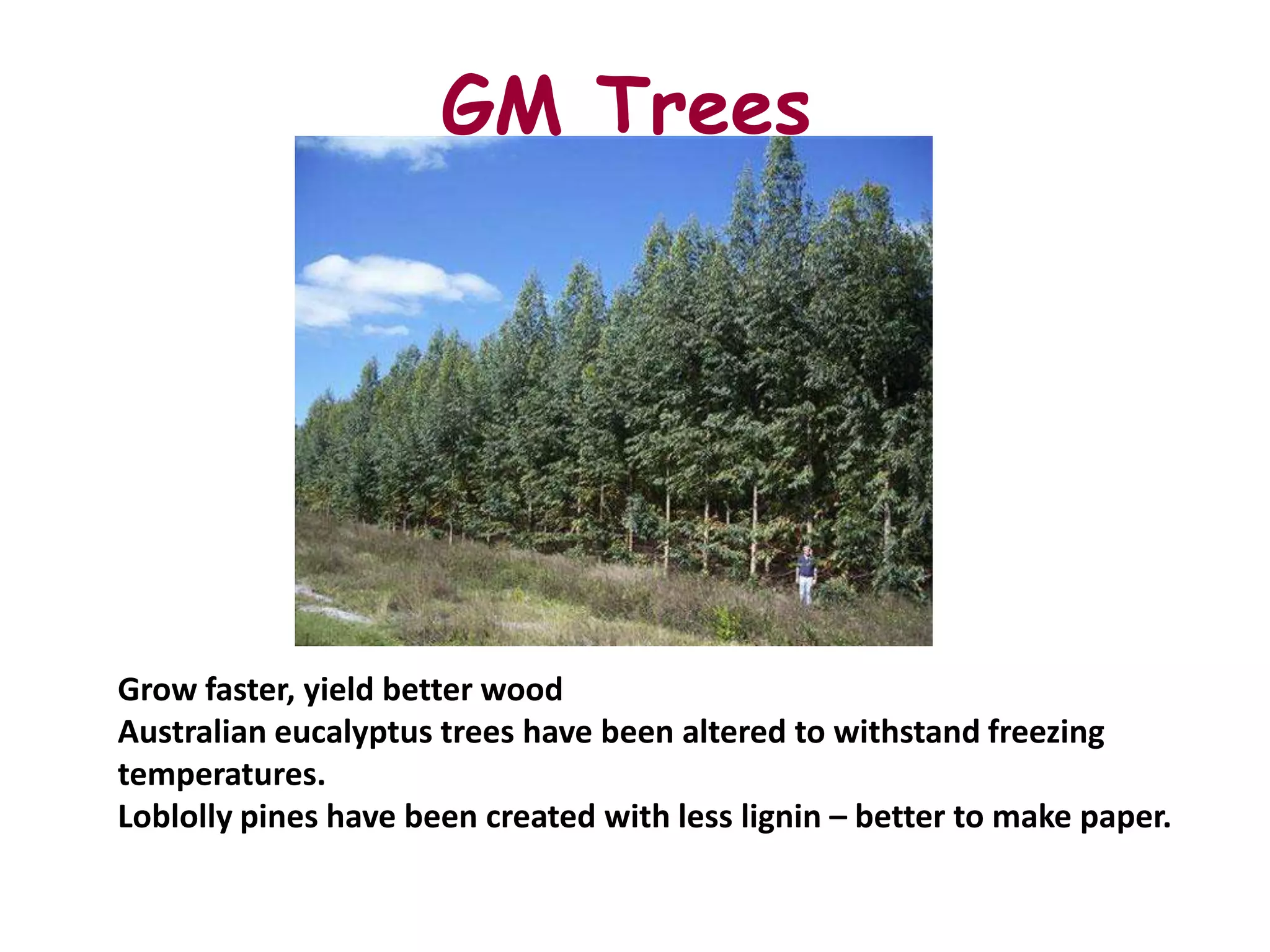 GM Trees




Grow faster, yield better wood
Australian eucalyptus trees have been altered to withstand freezing
temperatures.
Loblolly pines have been created with less lignin – better to make paper.
 