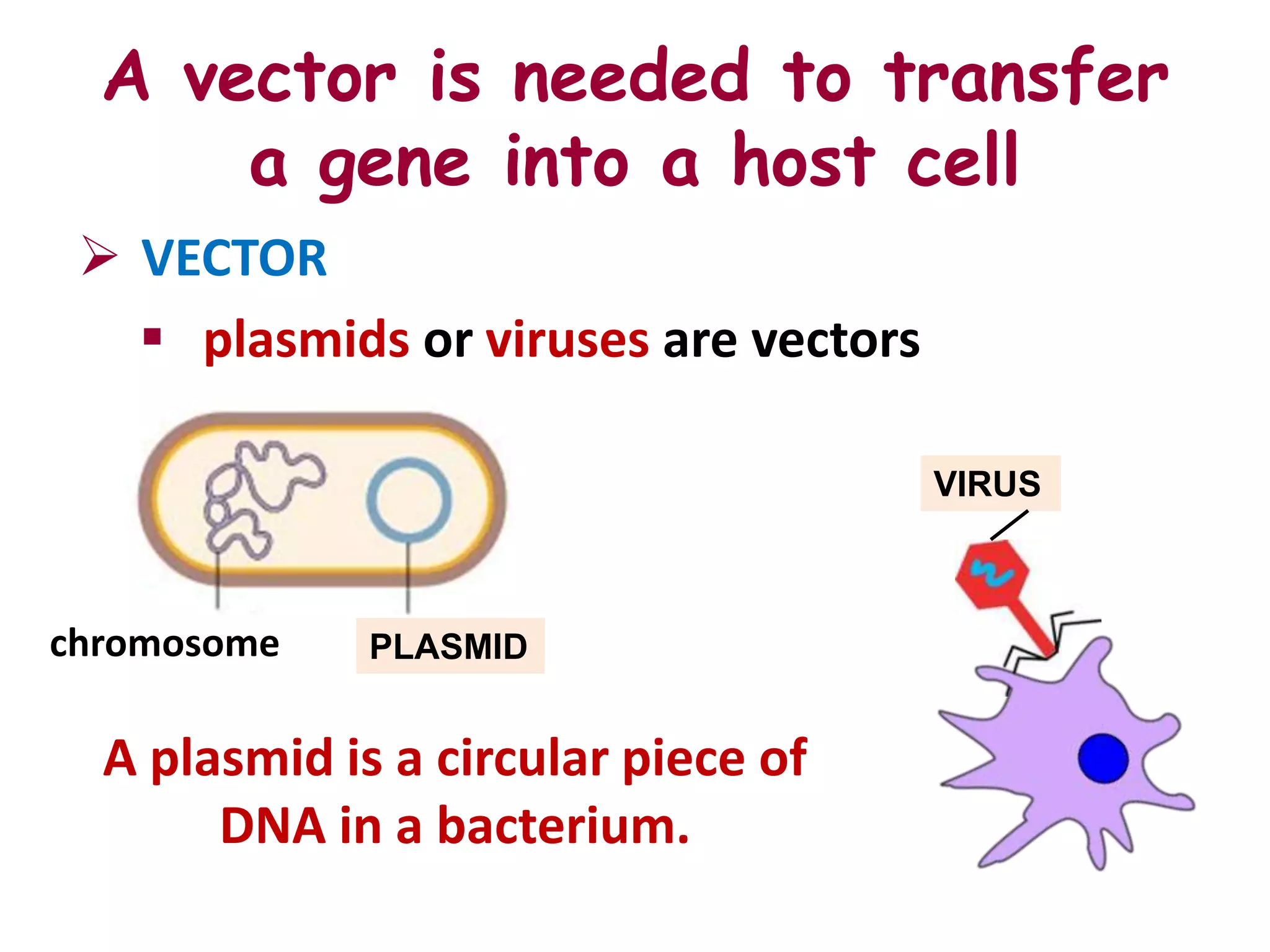 A vector is needed to transfer
      a gene into a host cell
  VECTOR
    plasmids or viruses are vectors

                                       VIRUS



chromosome    PLASMID


  A plasmid is a circular piece of
       DNA in a bacterium.
 