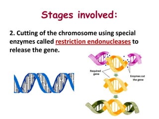 Stages involved:
2. Cutting of the chromosome using special
enzymes called restriction endonucleases to
release the gene.
 