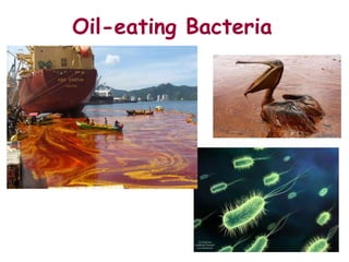 Oil-eating Bacteria
 
