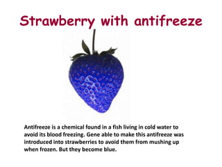 Strawberry with antifreeze




Antifreeze is a chemical found in a fish living in cold water to
avoid its blood freezing. Gene able to make this antifreeze was
introduced into strawberries to avoid them from mushing up
when frozen. But they become blue.
 