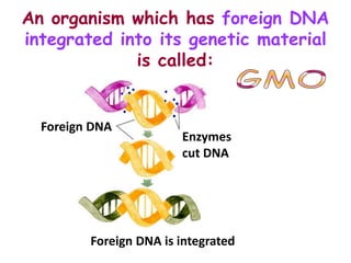 An organism which has foreign DNA
integrated into its genetic material
             is called:


  Foreign DNA
                        Enzymes
                        cut DNA




         Foreign DNA is integrated
 