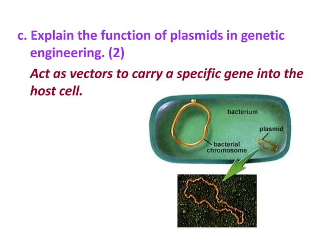 Genetic Engineering PPT