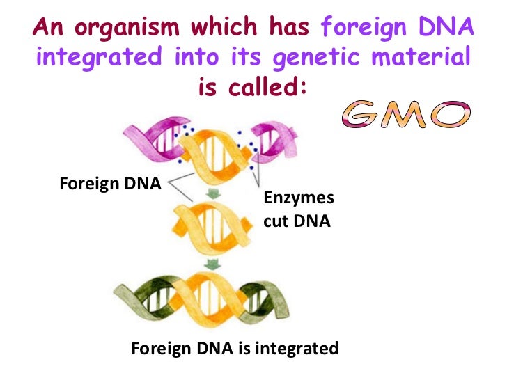 the methods of engineering a plasmid to include a foreign piece of dna Start studying ap bio 18-20 describe how a plasmid can be genetically modified to include a piece of foreign dna foreign dna and plasmid are both cut. the methods of engineering a plasmid to include a foreign piece of dna Start studying ap bio 18-20 describe how a plasmid can be genetically modified to include a piece of foreign dna foreign dna and plasmid are both cut.