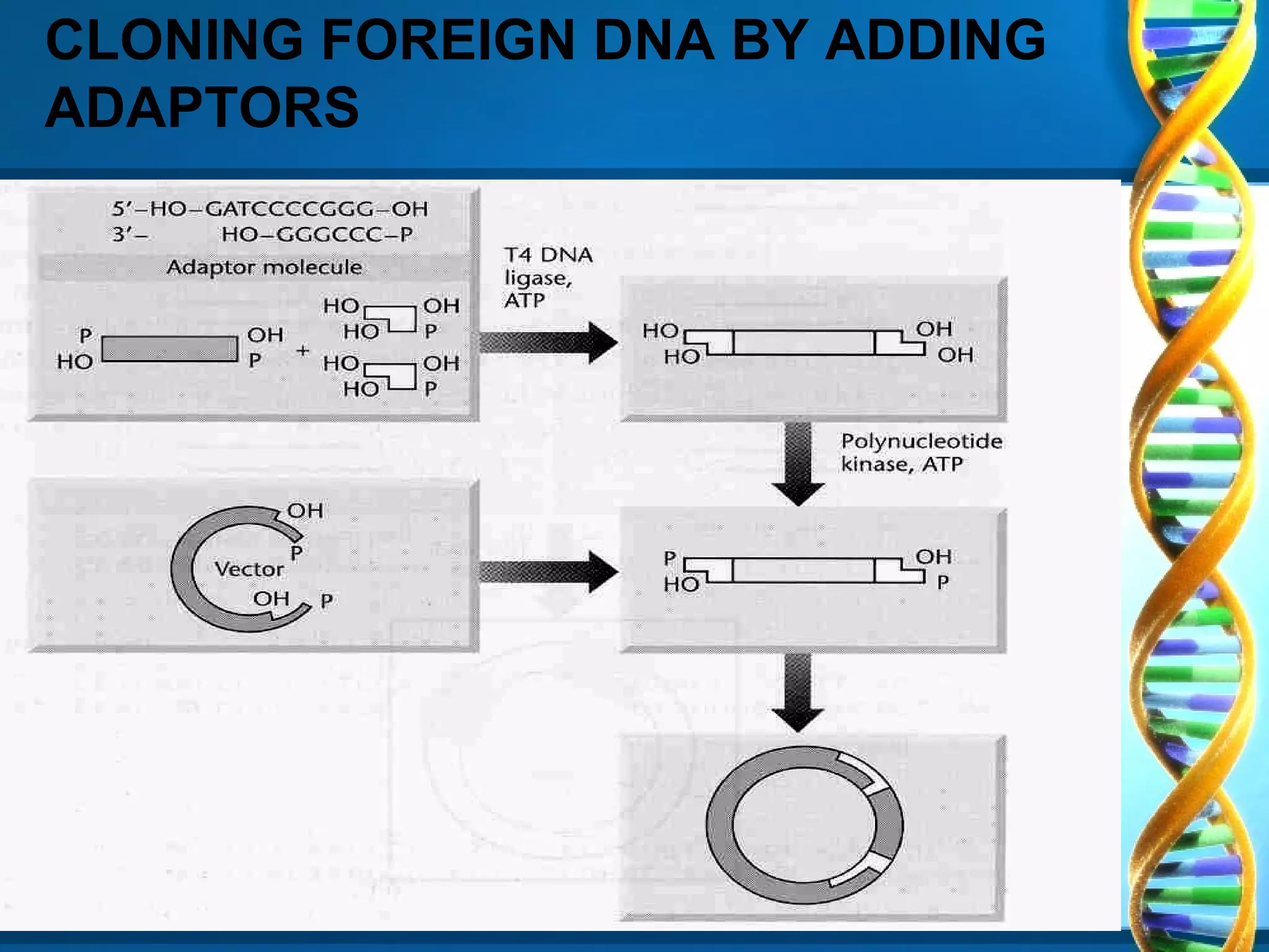 CLONING FOREIGN DNA BY ADDING
ADAPTORS

 
