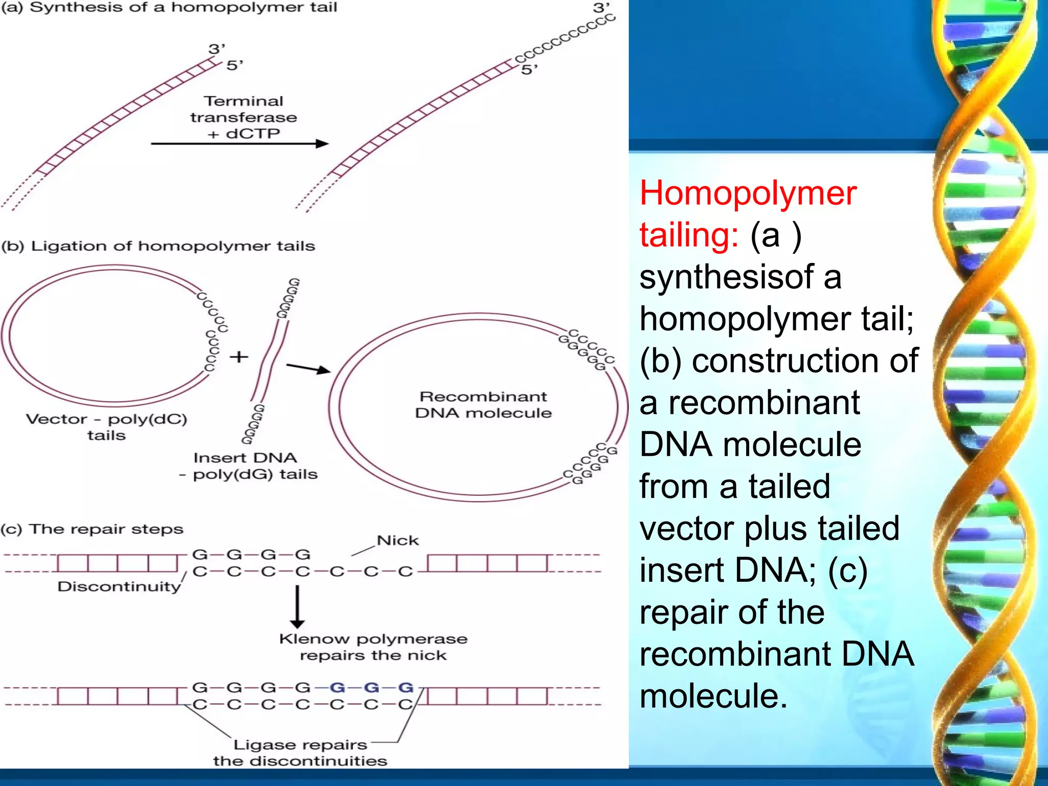 Homopolymer
tailing: (a )
synthesisof a
homopolymer tail;
(b) construction of
a recombinant
DNA molecule
from a tailed
vector plus tailed
insert DNA; (c)
repair of the
recombinant DNA
molecule.

 